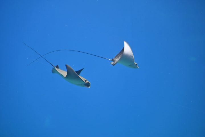 a couple of manta rays
