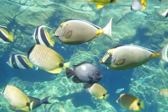 a flock of seagulls in a pool of water