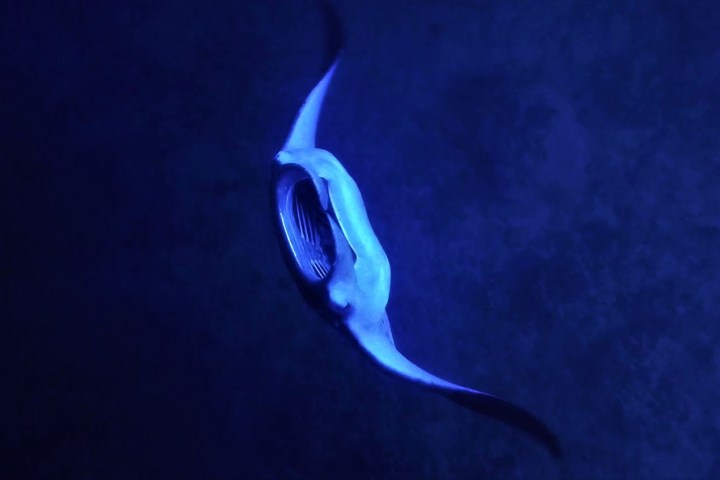 a close up of a manta ray