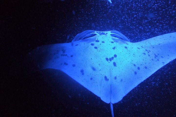 a manta ray swimming under water